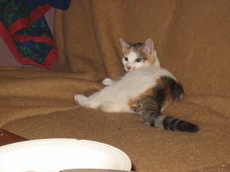 Blanding af racer Betteskid - en slapper på sofaen.. billede 3