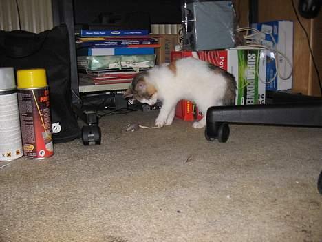 Blanding af racer Betteskid - Hva er det her for noget? billede 4