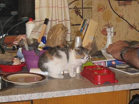 Blanding af racer Betteskid - Ej, gå væk..  billede 5