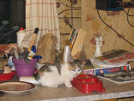 Blanding af racer Betteskid - Hvem er du? billede 6