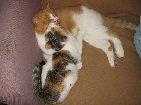 Blanding af racer Betteskid - Kys kys far.. billede 7