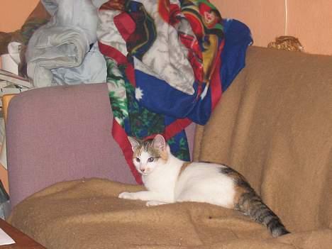 Blanding af racer Betteskid - Hva er det de laver der ovre?!!? billede 8