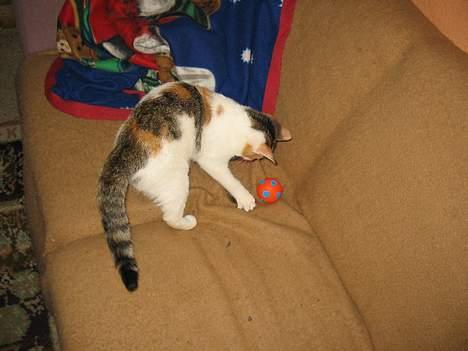 Blanding af racer Betteskid - Musen og Betteskid leger.. Eller Betteskid leger med musen og bolden. (musen er under hendes pote) billede 9