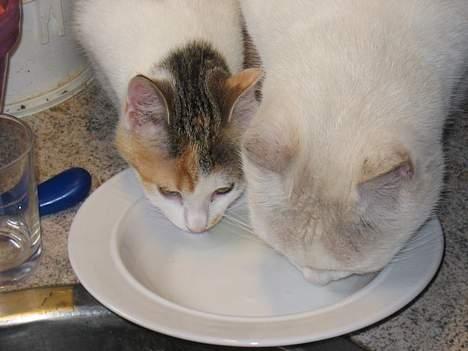 Blanding af racer Betteskid - Er vi ikk dygtige mor.. Det smager godt... billede 10