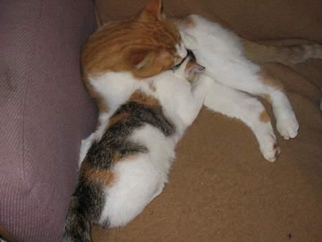 Blanding af racer Betteskid - Jaa, Betteskid prøver på at dige ved Tarzan.. billede 11