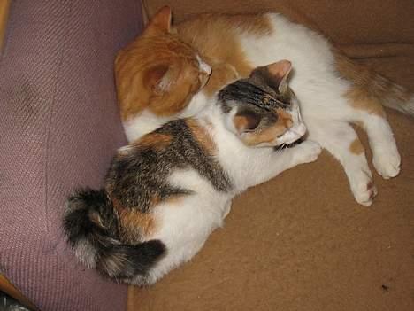 Blanding af racer Betteskid - Putter ved farmand.. billede 12