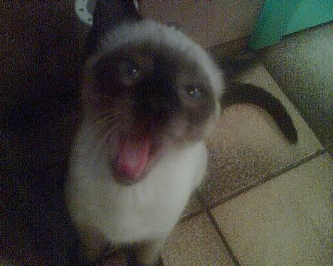 Siameser mis / Coco billede 1