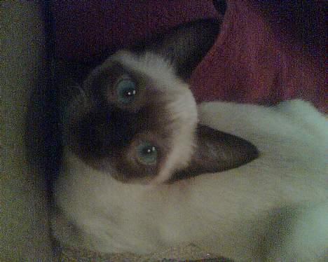 Siameser mis / Coco billede 2