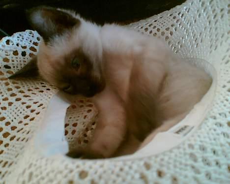 Siameser mis / Coco billede 3