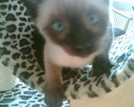 Siameser mis / Coco billede 4