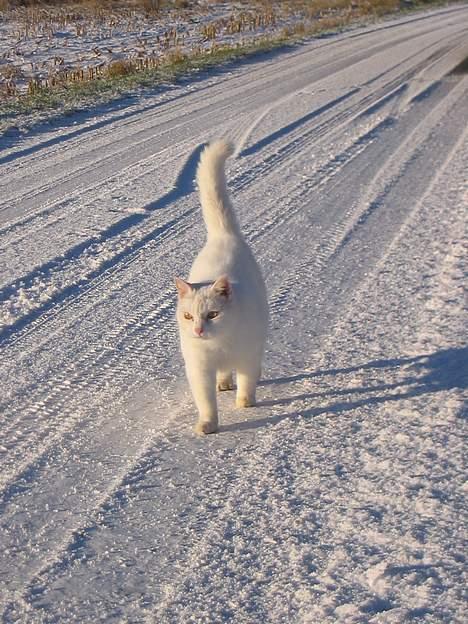 Blanding af racer Mille - Så nu er jeg her.. billede 1