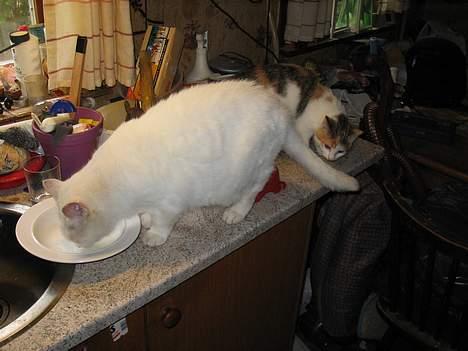 Blanding af racer Mille - Mmm, mini mælk er nu godt.. billede 2