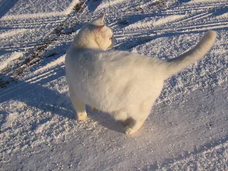 Blanding af racer Mille billede 3