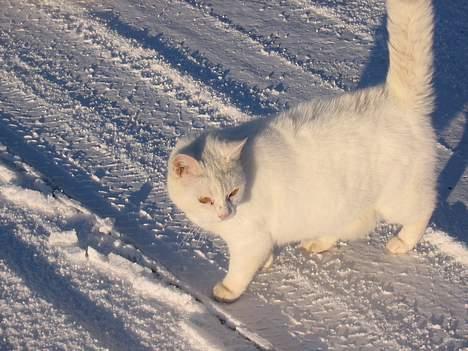 Blanding af racer Mille - Hva var det!? billede 4