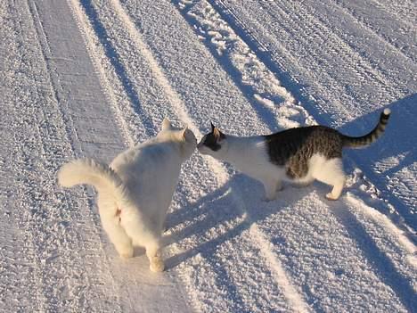 Blanding af racer Mille - Mille og Mulle i sneen billede 5