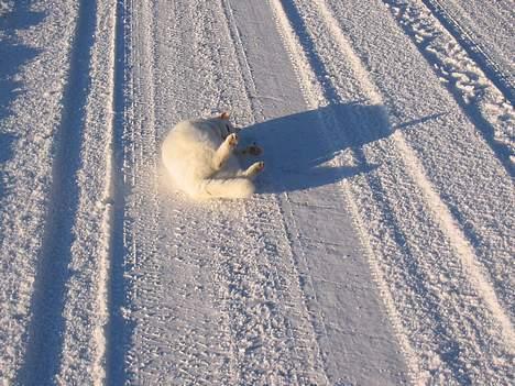 Blanding af racer Mille - Der er ikke noget bedre end en trille tur i sneen på vejen.. billede 6