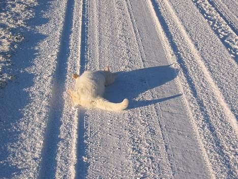 Blanding af racer Mille - Ja, pg så lige den anden side.. billede 7