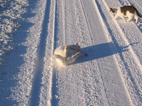Blanding af racer Mille - Ryggen skal også lige have en tur i sneen billede 8