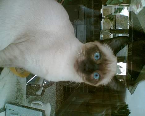 Siameser mis / Coco billede 5