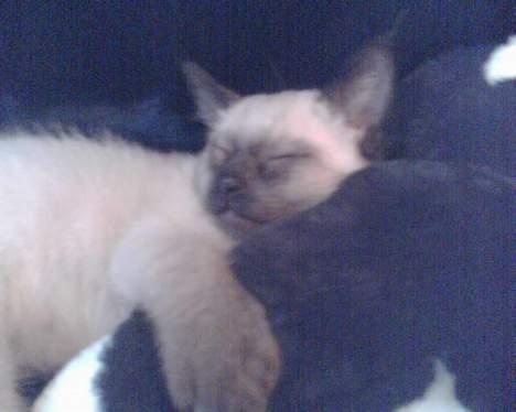 Siameser mis / Coco billede 6