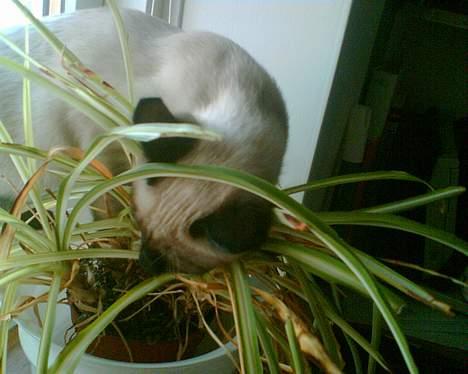 Siameser mis / Coco billede 7