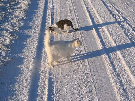 Blanding af racer Mille billede 9