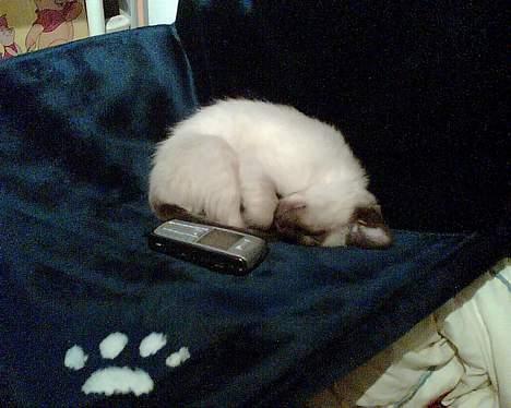 Siameser mis / Coco billede 8