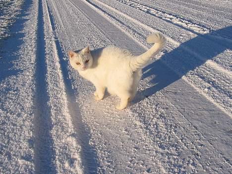 Blanding af racer Mille - Hva laver i der ovre? billede 10