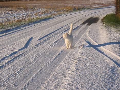 Blanding af racer Mille - Jeg kommer nu..! billede 11