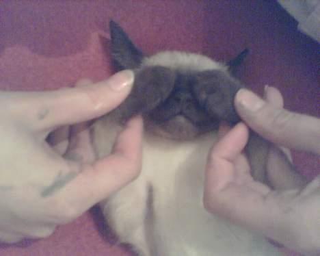 Siameser mis / Coco billede 9