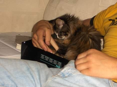 Blanding af racer Jasmin - Piv billede 4