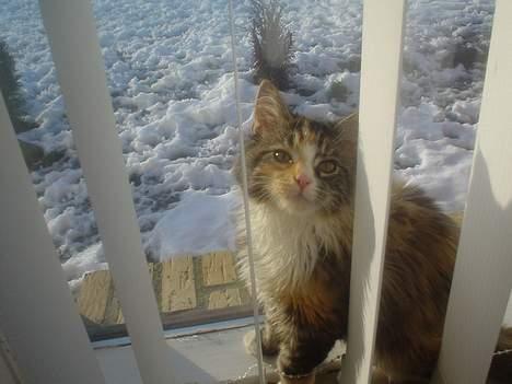 Blanding af racer Jasmin - Piv billede 5