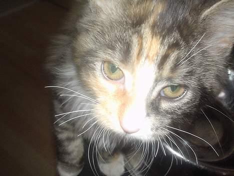 Blanding af racer Jasmin - Piv billede 6