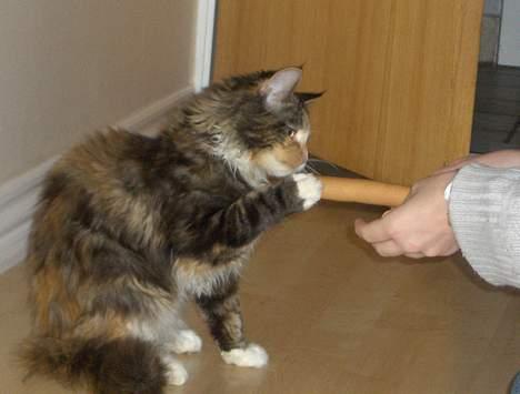 Blanding af racer Jasmin - Piv billede 7