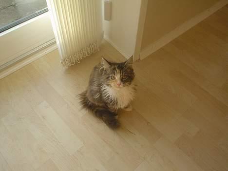 Blanding af racer Jasmin - Piv billede 8