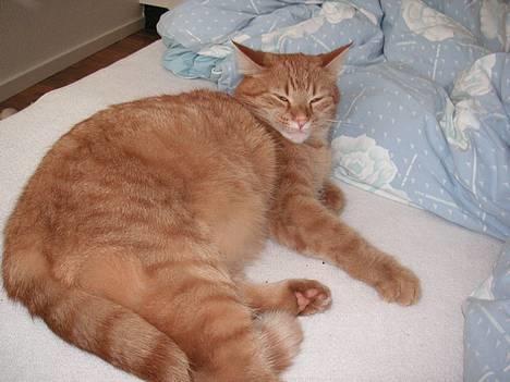 Huskat Rolf - dette er min faste plads i soveværelset !  billede 1