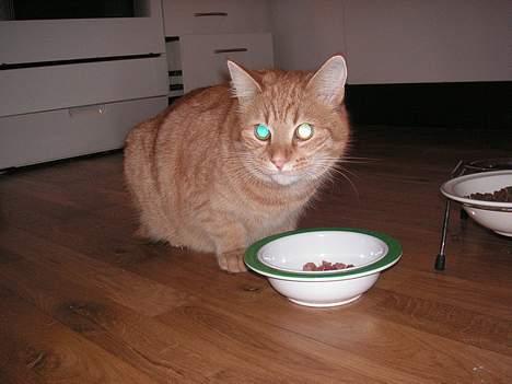 Huskat Rolf - hvorfor tager du fotos af mig far ??? billede 2