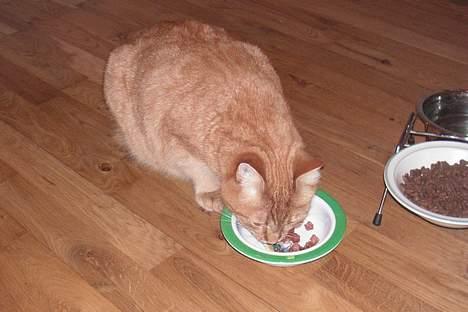 Huskat Rolf - nå men jeg er altså STADIG sulten !!! billede 3