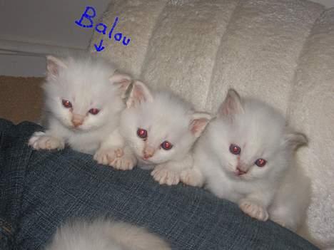 Hellig Birma Balou Død d.22 August 06 - Mig og min bror og søster billede 3