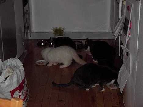 Hellig Birma Balou Død d.22 August 06 - Mine nye kattebror og søsterer billede 11