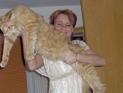 Maine Coon BALDER - he he mor kan ikke løfte mig ! SÆT MIG DOG NED DIT SKØRE KVINDE MENNESKE.... billede 16