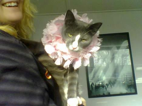 Blanding af racer gizmo  rip. <3 - hula! billede 11