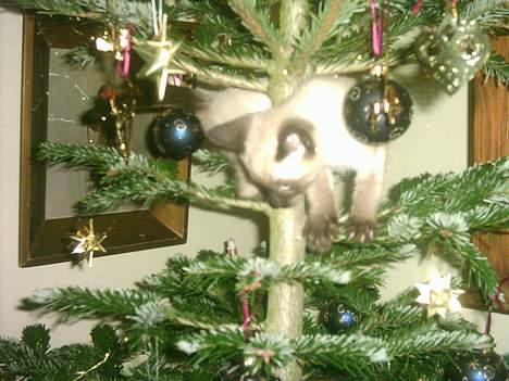 Siameser mis / Coco billede 10