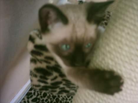 Siameser mis / Coco billede 11