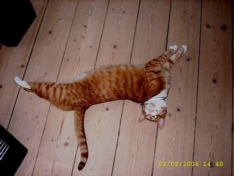 Huskat boris (mr. Kispus) billede 1