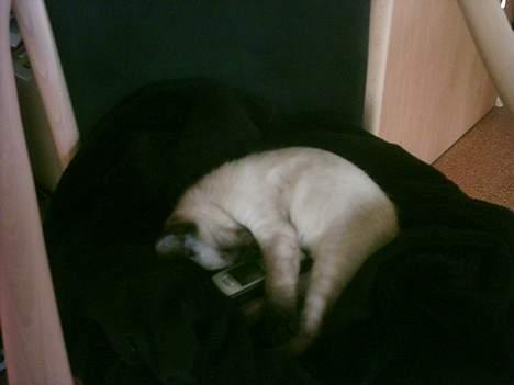 Siameser mis / Coco billede 12