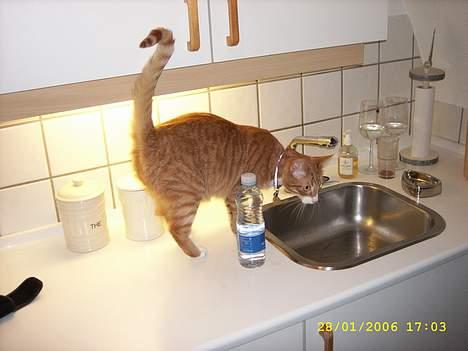 Huskat boris (mr. Kispus) billede 2