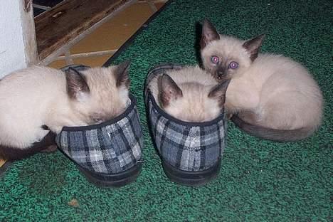 Siameser mis / Coco billede 13