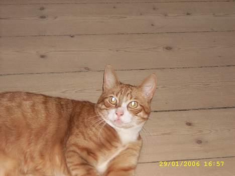 Huskat boris (mr. Kispus) billede 3