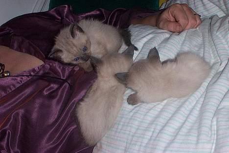 Siameser mis / Coco billede 14